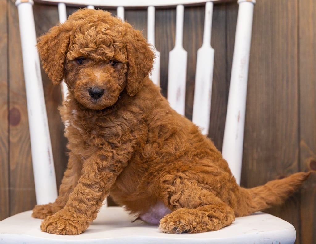 Levy is an F1B Goldendoodle that should have  and is currently living in New Jersey