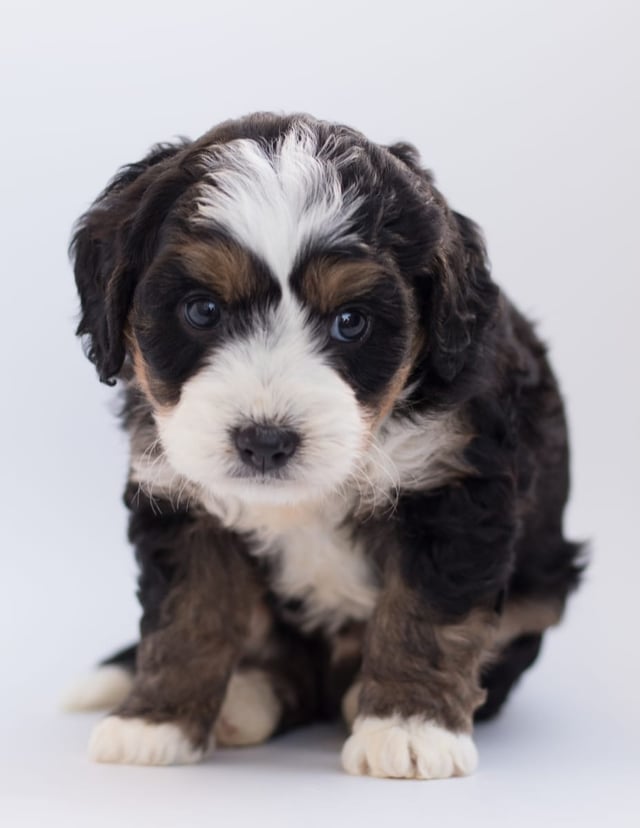 Bear came from Bear and Stanley's litter of F1 Bernedoodles