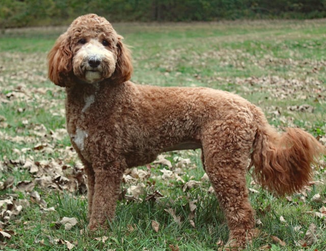 A picture of one of our Goldendoodle mother's, Cora.