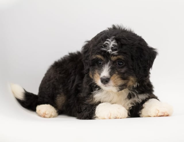 A picture of a Boni, a gorgeous  Bernedoodles for sale