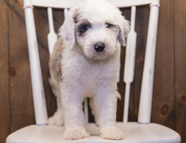 Balto came from Annie and Merlin's litter of F1 Sheepadoodles