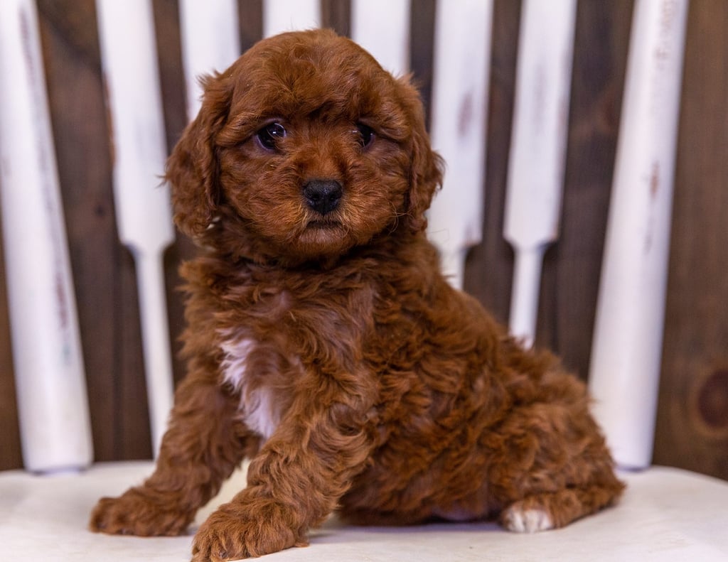 Unity is an F1 Cavapoo that should have  and is currently living in Iowa 