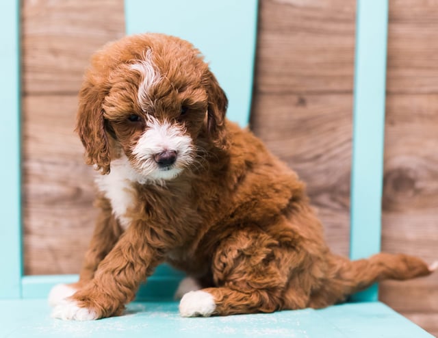 A picture of a Dixie, one of our Mini Goldendoodles puppies that went to their home in Illinois