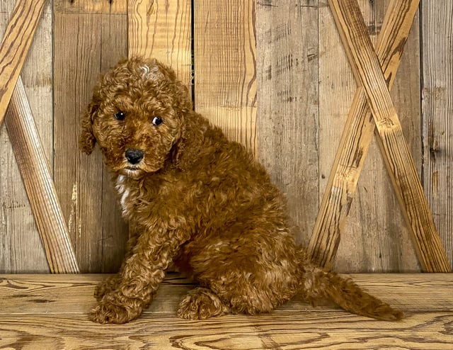 Joy is an F1BB Goldendoodle that should have  and is currently living in Sweden