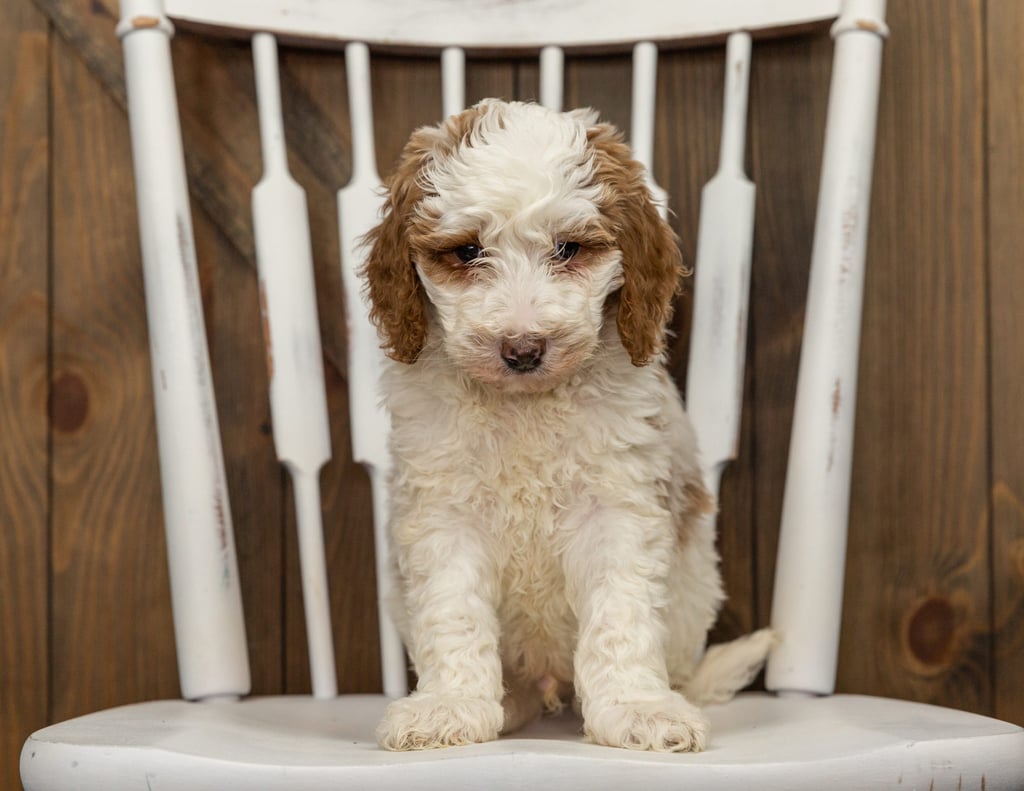 Forest came from Dallas and Forest's litter of F1B Goldendoodles