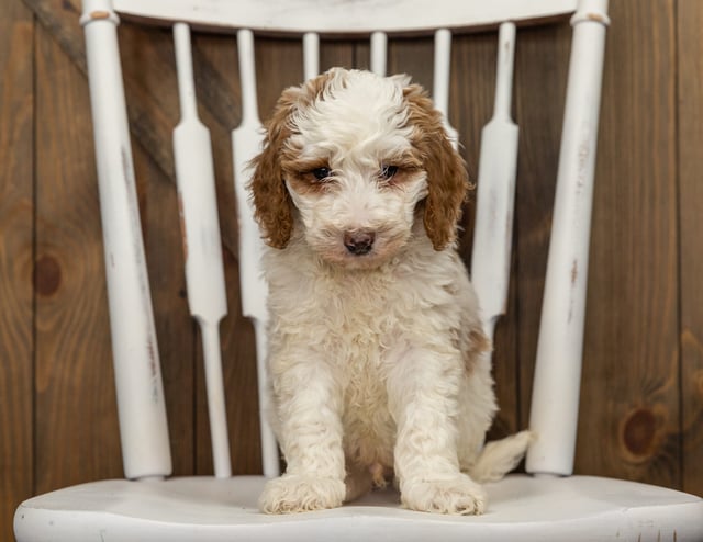 Forest came from Dallas and Forest's litter of F1B Goldendoodles