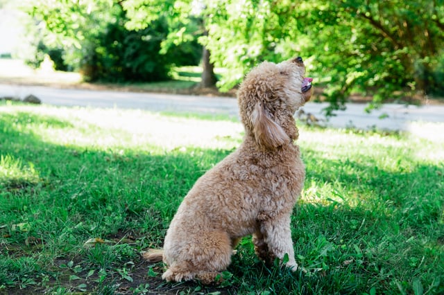 Penny is an F1 Goldendoodle and a mother here at Poodles 2 Doodles - Best Sheepadoodle and Goldendoodle Breeder in Iowa