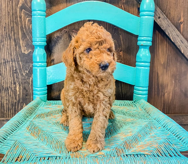 Goldendoodles bred in in Iowa by Poodles 2 Doodles