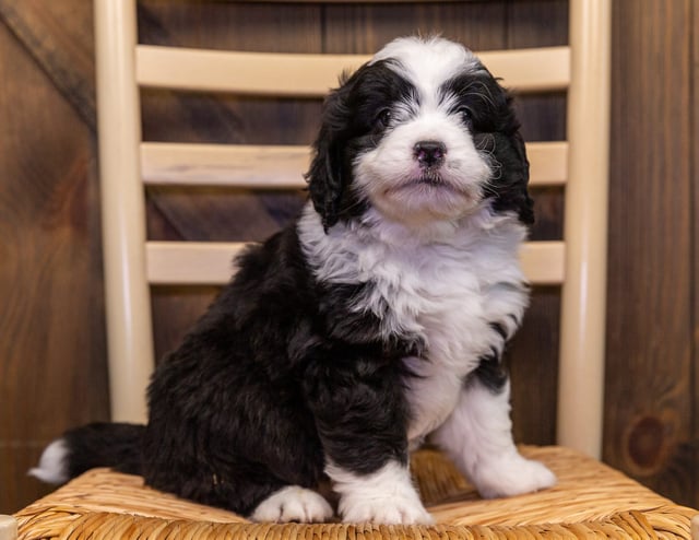 A picture of a Alex, one of our Mini Bernedoodles puppies that went to their home in South Dakota