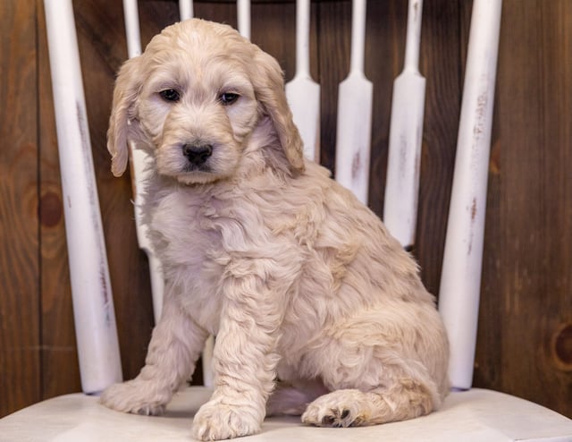 Tabby is an F1B Goldendoodle that should have  and is currently living in Nebraska