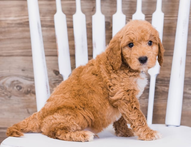 Ripley is an F1 Goldendoodle that should have  and is currently living in Iowa