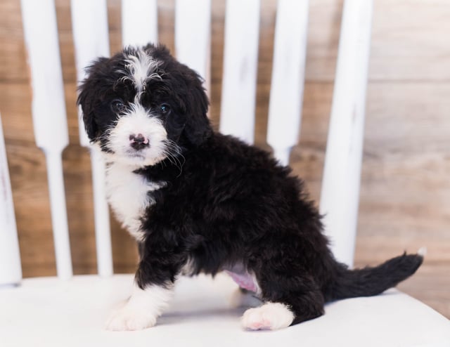 Zula came from Willow and Grimm's litter of F1 Bernedoodles