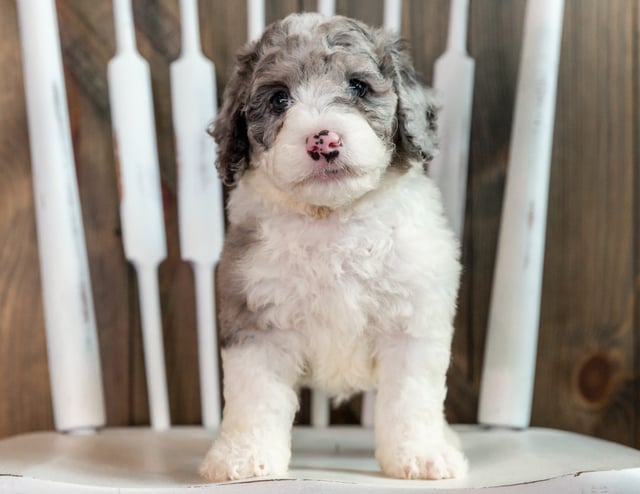 A picture of a Logan, one of our Mini Sheepadoodles puppies that went to their home in California