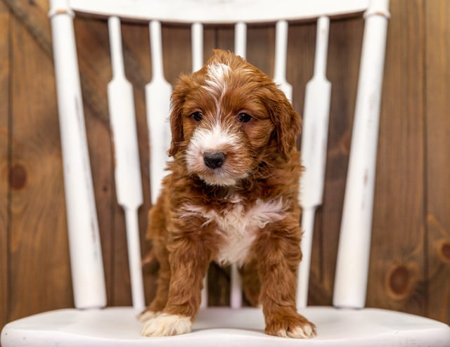 A picture of a Yak, a gorgeous Mini Goldendoodles for sale