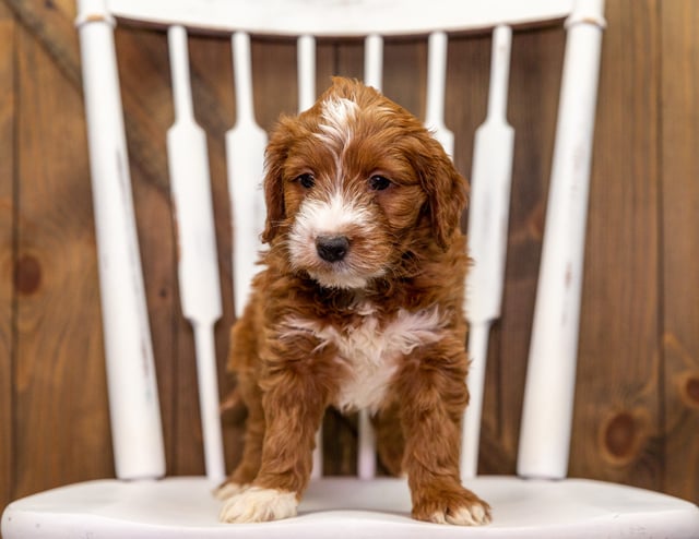 This litter of Goldendoodles are of the F1 generation.