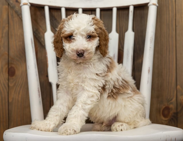 Forest is an F1B Goldendoodle that should have  and is currently living in California