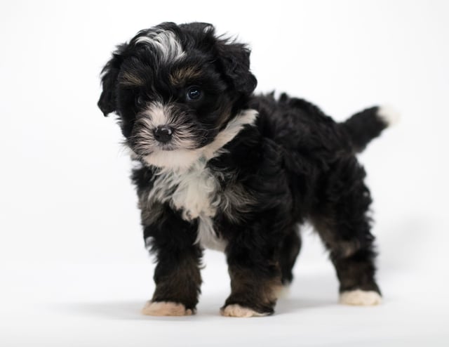 Another great picture of Finn, a Bernedoodles puppy