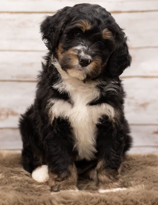 Iggy was born on 12/12/2018 and is a Missouri Bernedoodle