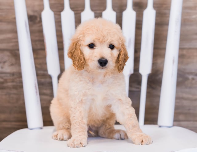 A picture of a Volt, one of our Mini Goldendoodles puppies that went to their home in Florida