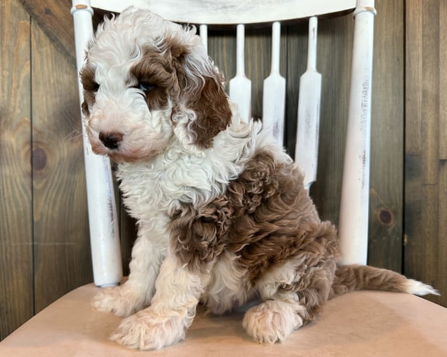A picture of a Goose, one of our Mini Goldendoodles for sale