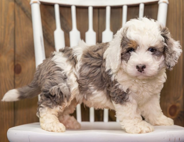 Alf is an F1 Bernedoodle that should have  and is currently living in Minnesota 