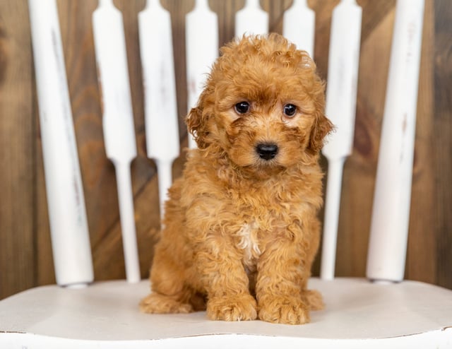 Pearl came from Berkeley and Taylor's litter of F1B Goldendoodles