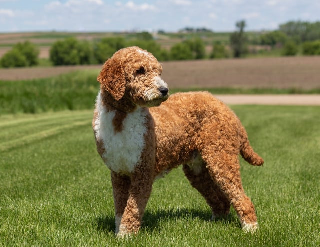 Ivory is an F1B Goldendoodle that should have  and is currently living in Iowa