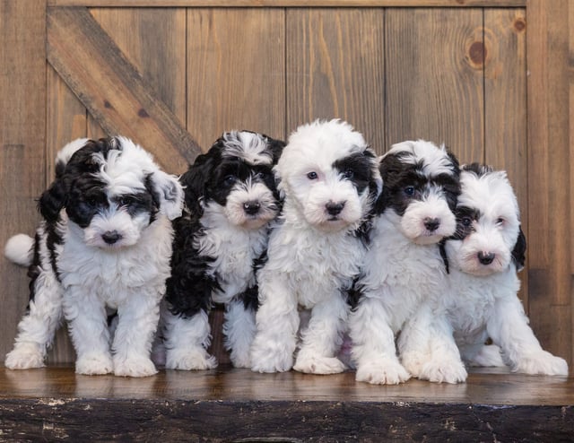 A litter of Mini Sheepadoodles raised in Iowa by Poodles 2 Doodles