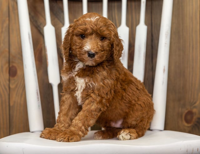 Flynn is an F1B Goldendoodle that should have  and is currently living in California