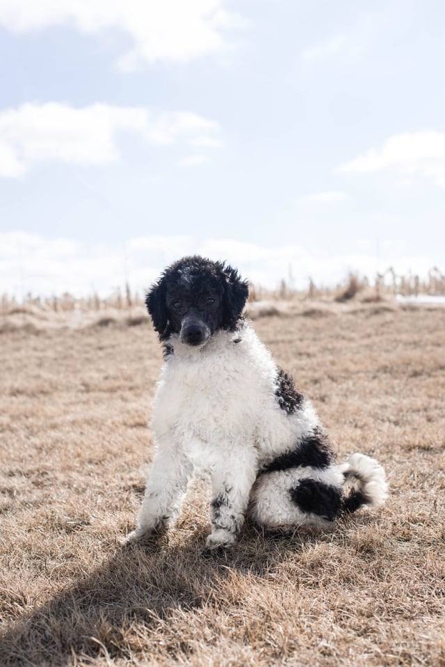 A picture of one of our Poodle father's, Indy.