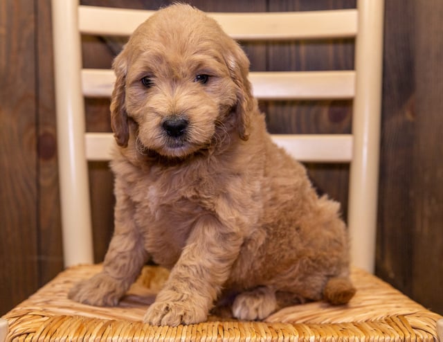 David is an F1 Goldendoodle that should have  and is currently living in Washington