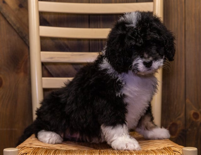 A picture of a Yoda, one of our Standard Bernedoodles puppies that went to their home in Illinois