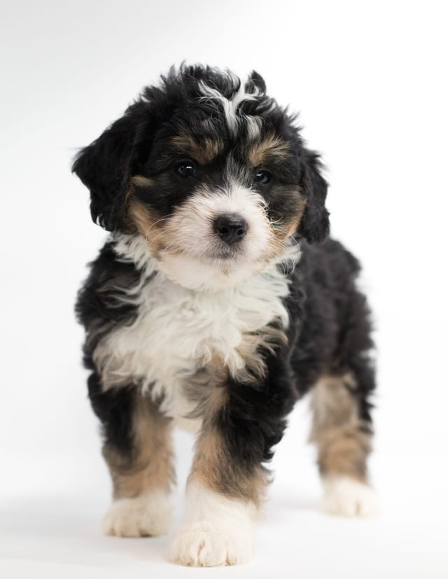 A picture of a Frodo, a gorgeous Mini Bernedoodles for sale