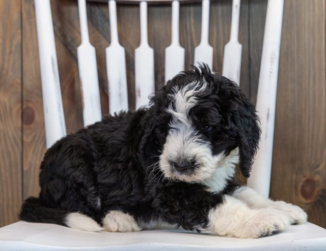A picture of a Nash, one of our Standard Sheepadoodles puppies that went to their home in Iowa
