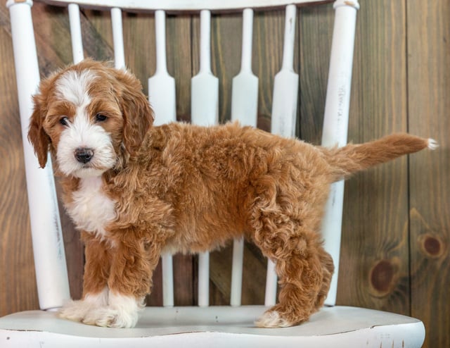 A picture of a Kiva, one of our Mini Goldendoodles puppies that went to their home in New York