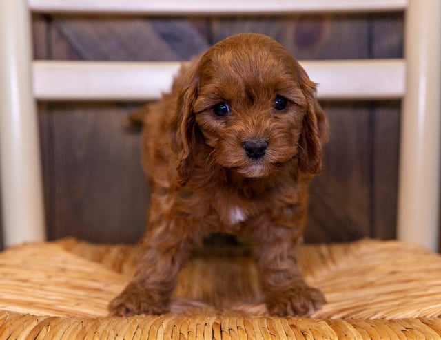 Una came from Lucy and Reggie's litter of F1 Cavapoos