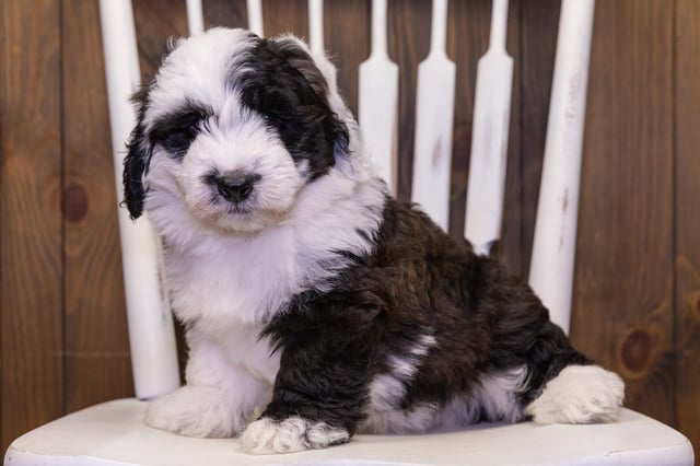 Dakota is an F1 Sheepadoodle that should have  and is currently living in Wisconsin