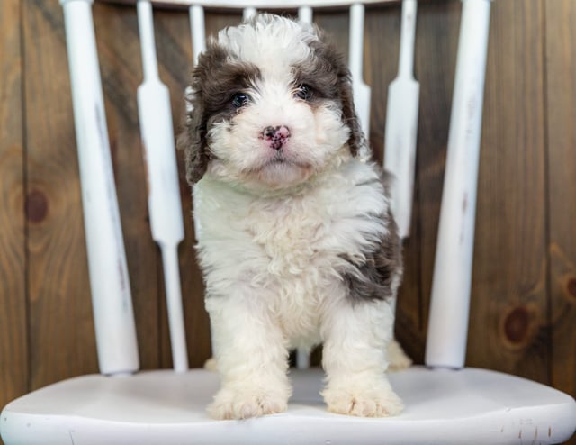 A picture of a Val, one of our Mini Bernedoodles puppies that went to their home in Massachusetts 