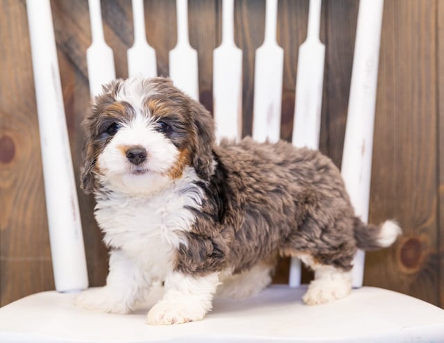 Mya is an F1 Bernedoodle that should have  and is currently living in Iowa