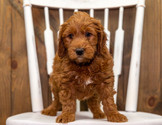 A picture of a Yallie, a gorgeous Mini Goldendoodles for sale