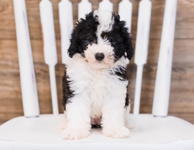 Brie is an F1 Sheepadoodle that should have  and is currently living in Illinois