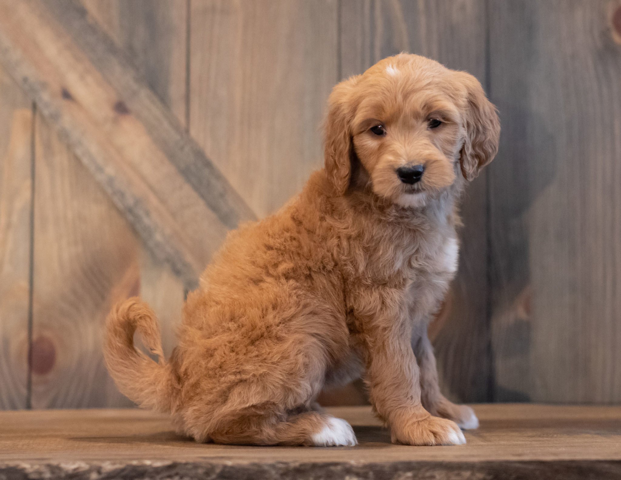 A litter of Mini Goldendoodles raised in Iowa by Poodles 2 Doodles