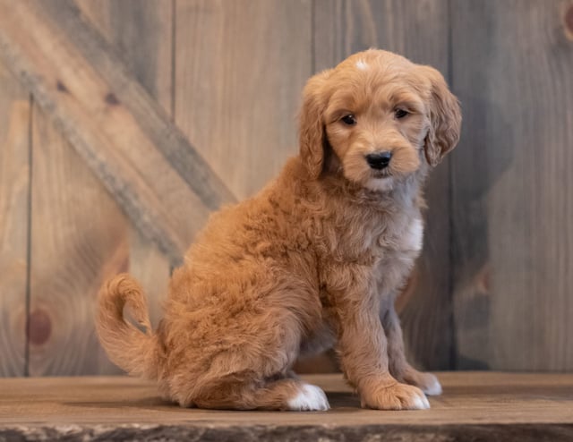 A picture of a Tenny, one of our Mini Goldendoodles puppies that went to their home in Iowa
