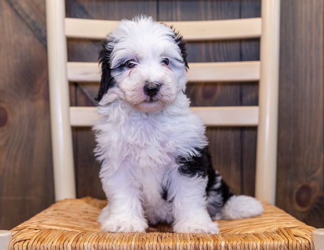 Nicole is an F1 Sheepadoodle that should have  and is currently living in Nebraska