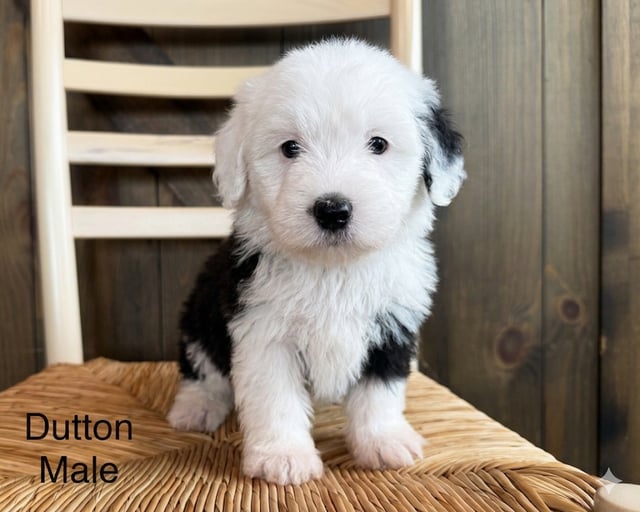 A picture of a Dutton, a gorgeous Mini Sheepadoodles for sale