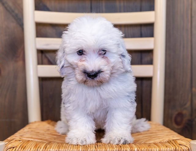 A picture of a Nala, one of our Mini Sheepadoodles puppies that went to their home in California