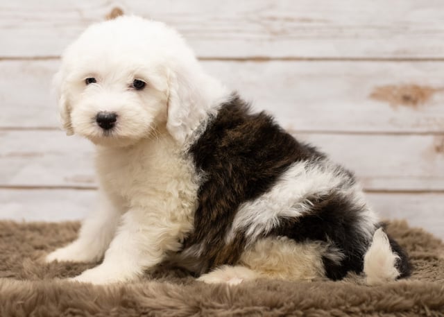 A picture of a Lady, one of our Mini Sheepadoodles puppies that went to their home in Minnesota