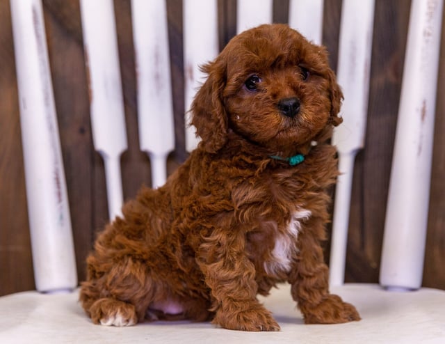 A picture of a Unity, one of our Petite Cavapoos puppies that went to their home in Iowa 