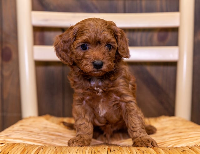 Edwin came from Izzy and Reggie's litter of F1B Cavapoos