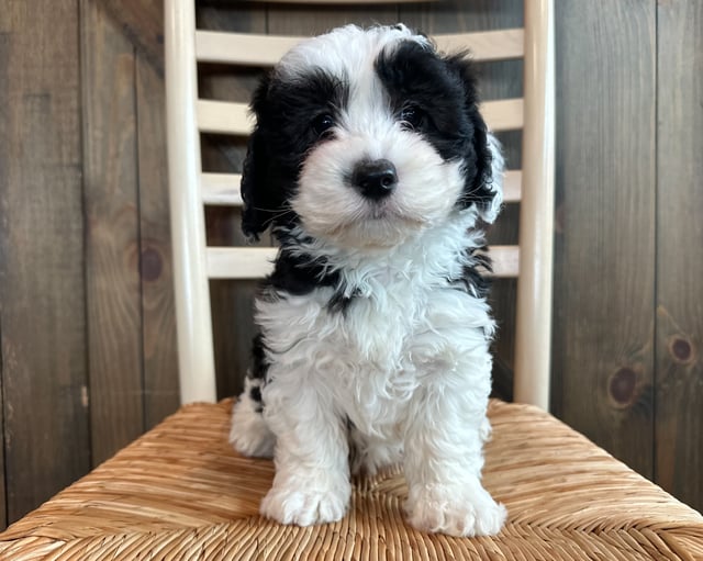 A picture of a Mona, one of our Mini Sheepadoodles puppies that went to their home in Georgia